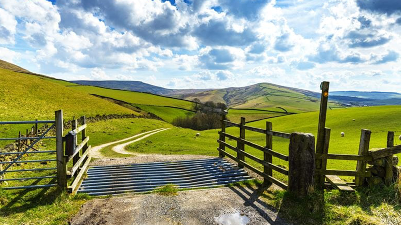 Carter Jonas: Putting Down Roots