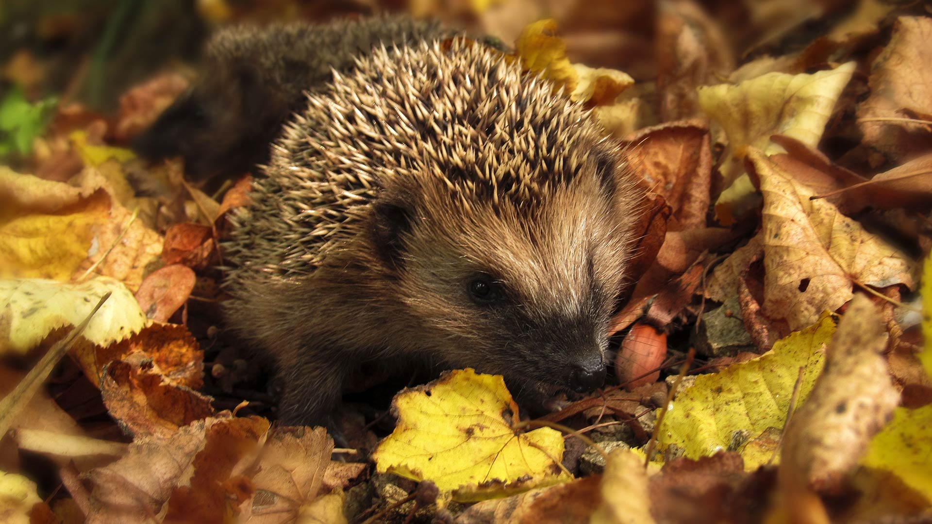 Saving the Hedgehogs: Berkeley’s mission to save Fleet’s foraging garden guests