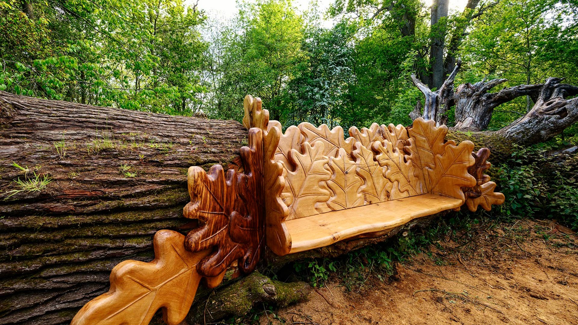 Chainsaw Champion Carves Stunning Seat From Giant Ancient Fallen Oak