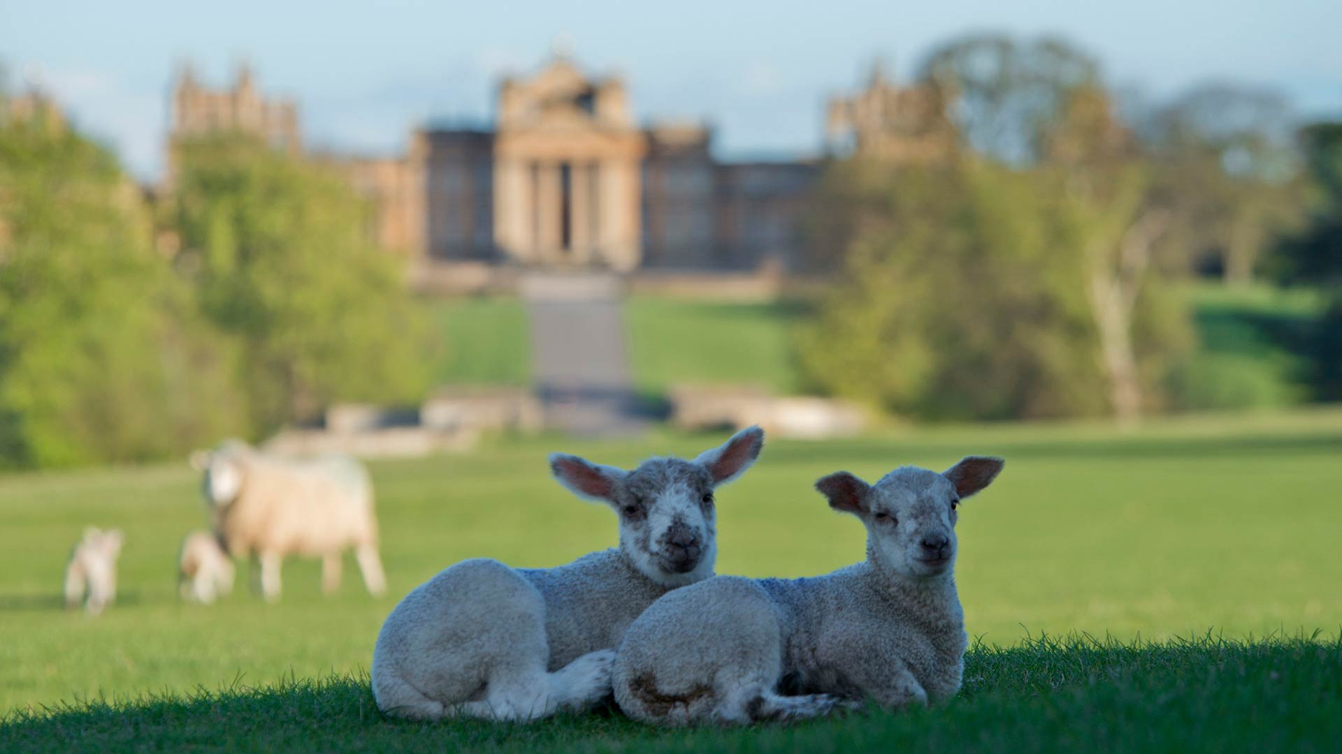 Blenheim Estate Offering ‘Dream’ Role for Shepherd