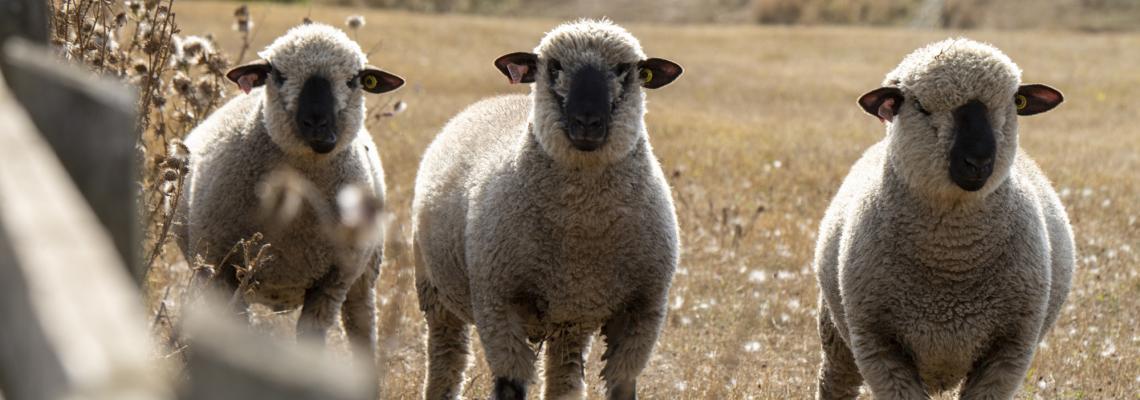 Blenheim Estate Welcomes New Pedigree Sheep