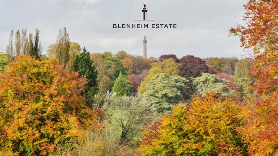 Discover some of the best autumnal walks on our Estate!