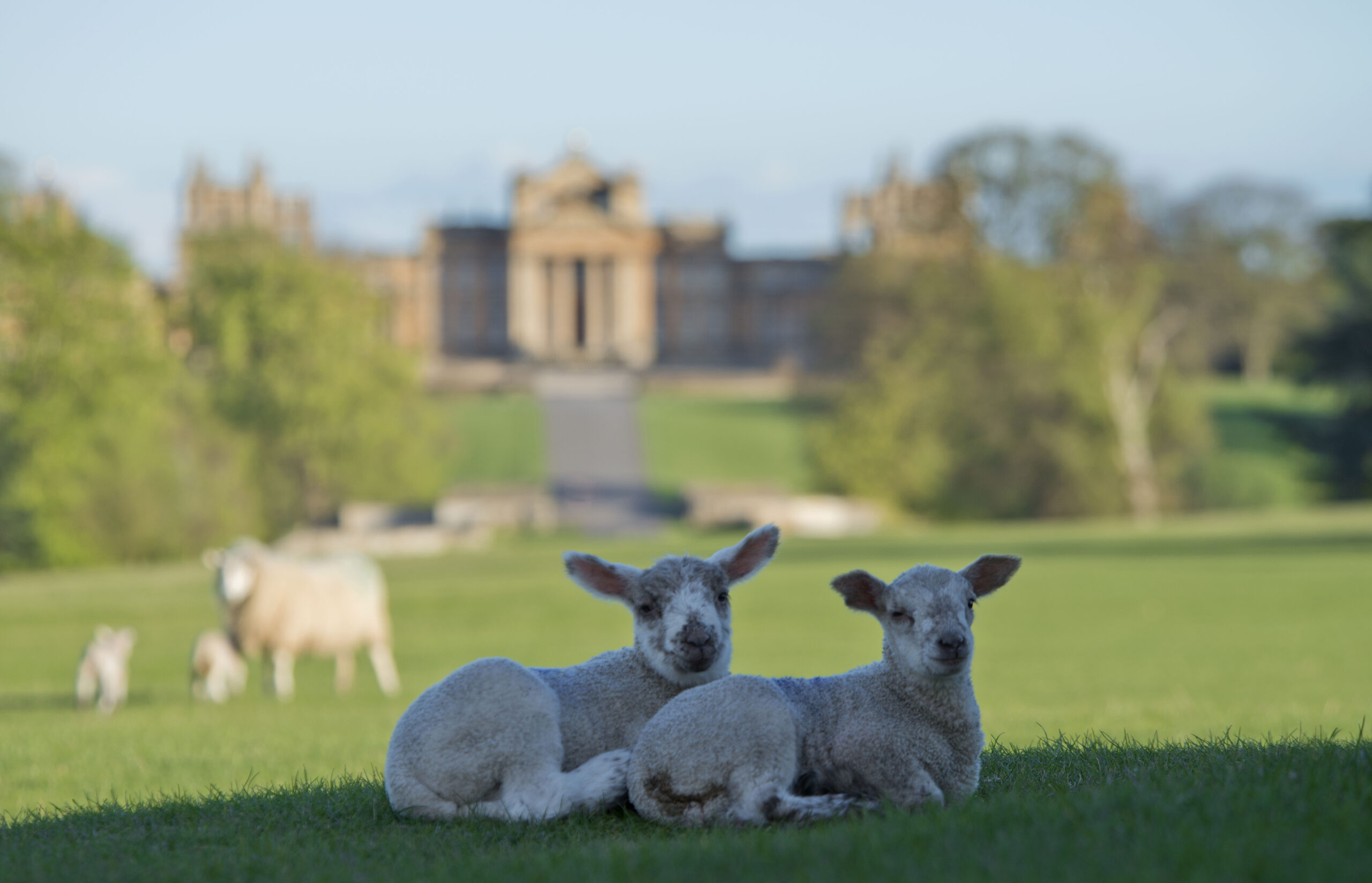 Blenheim Estate Shepherds Re-launch Thank Ewe Campaign Ahead of Lambing Season 